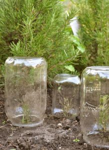 Mason Jar Greenhouse