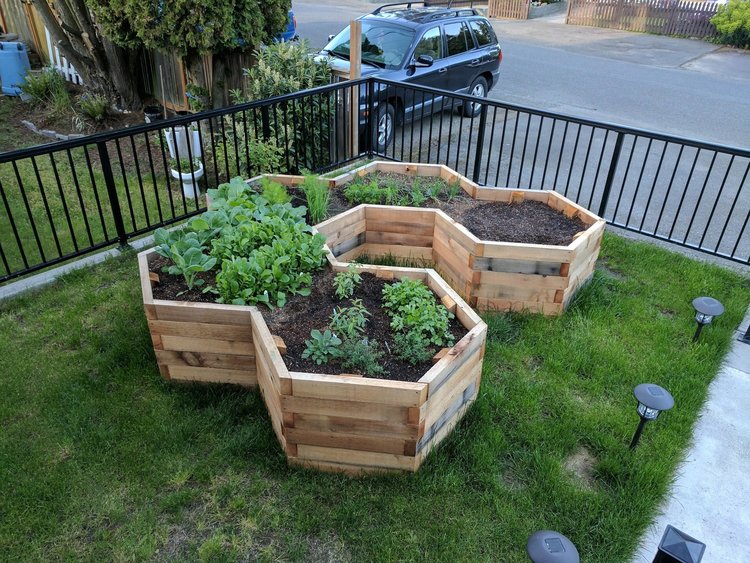 Hexagonal Garden Beds