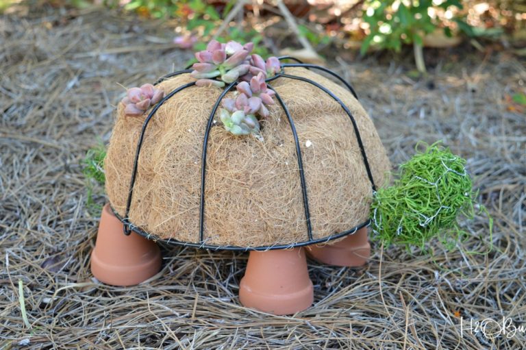 Topiary Turtle with Cute Succulents