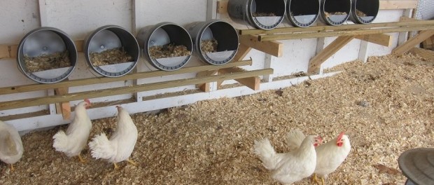 Chicken Nesting Boxes