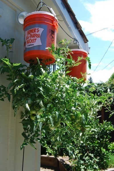 Upside Down Tomato Planter