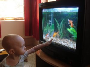 Old TV Into Aquarium